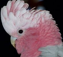 Do you like my hair do! - Rose-Breasted Cockatoo - New Zealand by AndreaEL