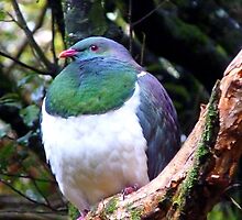 Does this bib fit!! - Wood Pigeon - Dolamore Park - New Zealand by AndreaEL