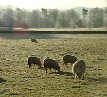 Winter Sheep by Murdo Anderson