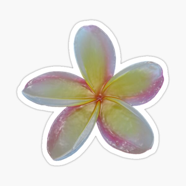 Shiny Plumeria Sticker For Sale By WanderingBark Redbubble