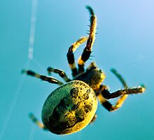 Web Site by Charles Dobbs Photography