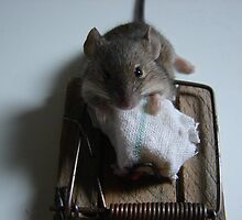 the greedy mouse by Cyril Marchand