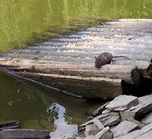 Mouse On Log Raft by Kirlan