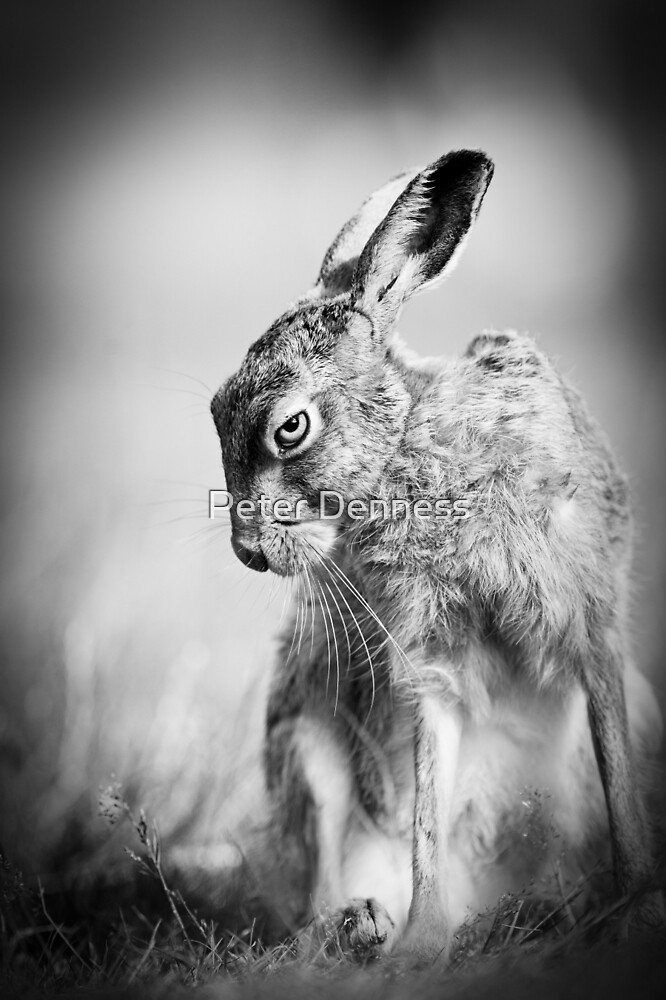 "Dark Hare" by Peter Denness | Redbubble