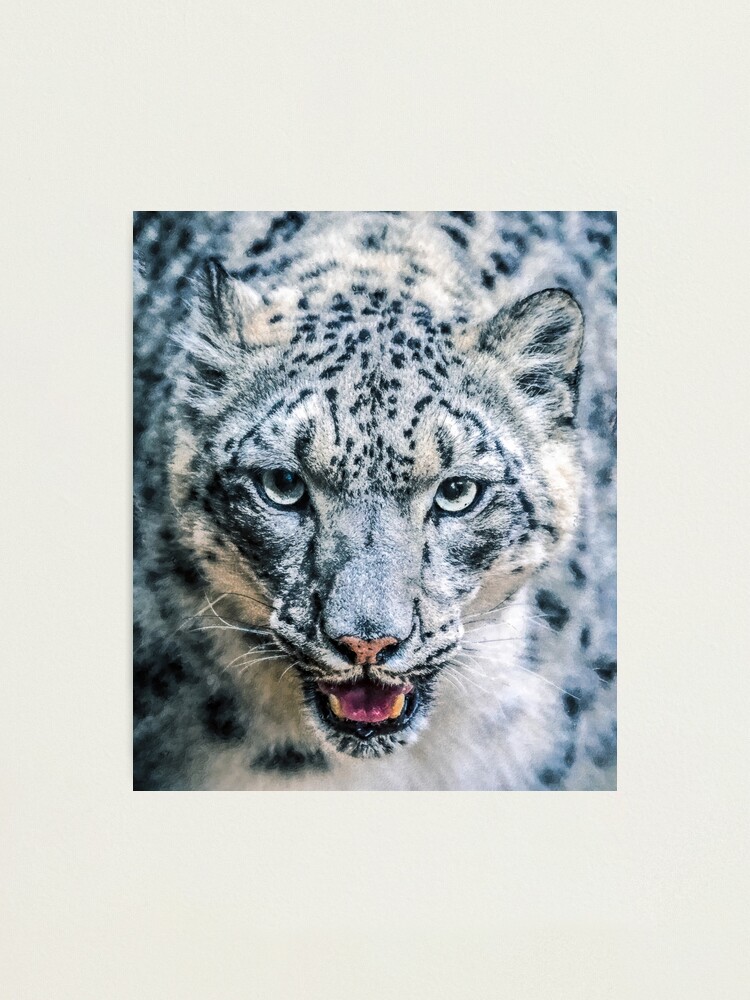 Lámina fotográfica Leopardo de las nieves Panthera Uncia peludo lindo