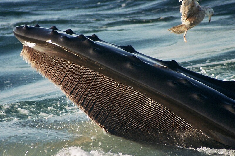 "Humpback Whale, baleen, open mouth, upper jaw" by Petrel | Redbubble