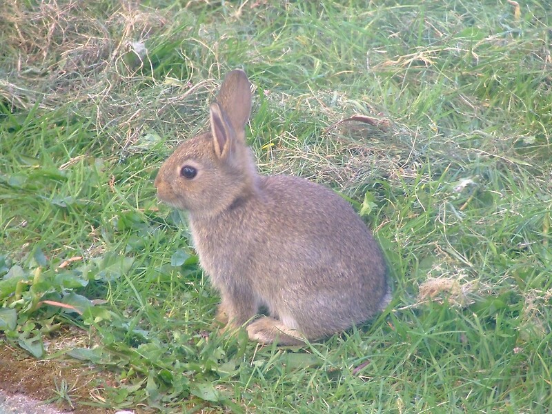 "Baby Irish rabbit" by Mark O'Mahony Redbubble