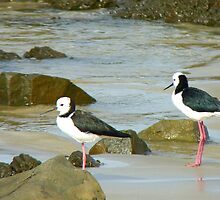 Powered Spring Stilts! - Pied Stilt - Kaka Point - NZ by AndreaEL
