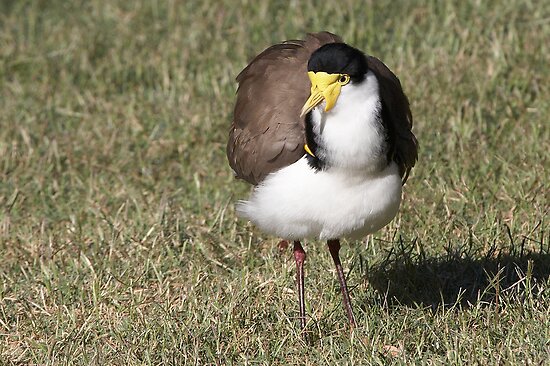 Masked Plover