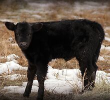 New to the World by Ryan Houston