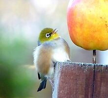 WOW! Is This The Big Apple! - Wax-Eye - NZ by AndreaEL