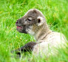 My Life Was In His Hands......Premature Lamb - NZ by AndreaEL