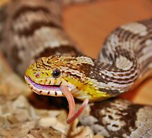 A Corn Snake Eating A Mouse With Tail Sticking Out by Joel Kempson
