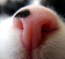 CAT NOSE by SofiaYoushi