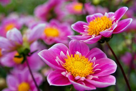 pink flowers. Pink Flowers by Donncha O Caoimh