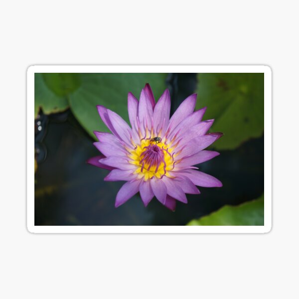 Beautiful Pink Lotus Flowers Sticker For Sale By Chansip Redbubble