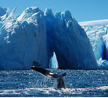 Tale of a Whale by rrutten