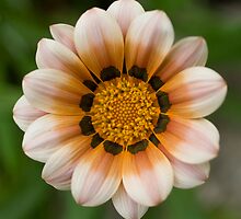 Flower by Luke Haggis