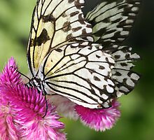 Butterfly Kisses I by Larissa Brea