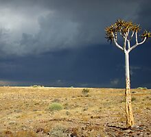 Kokerboom by Adrianne Yzerman