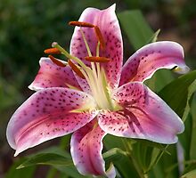 Evening Star Gazer by photopassion