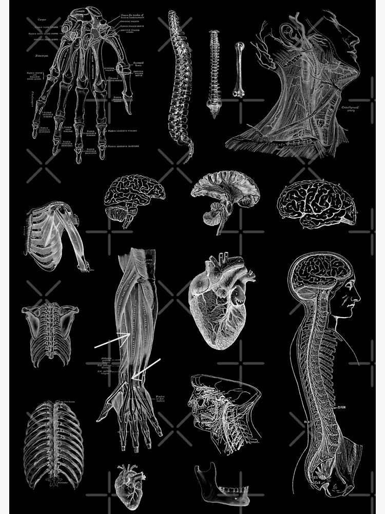 Vintage Human Anatomy Poster