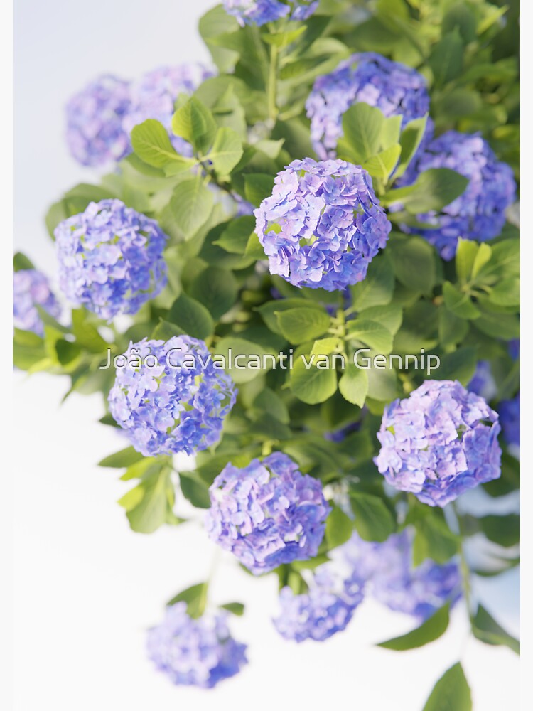 French Hydrangeas PLANT3D 00022 Sticker For Sale By Jcvangennip