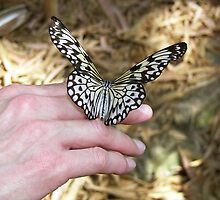 Lending A Hand by Maria Dryfhout