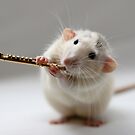 The flute by Ellen van Deelen