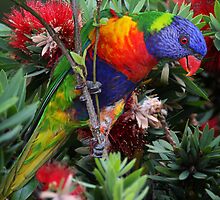 Lorikeet playing and tasting the nectar by Maggiebee