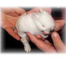 Gentle Hands Precious Bunny by Jonice