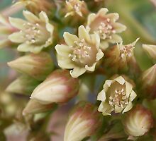 succulent flower by Maryanne Lawrence