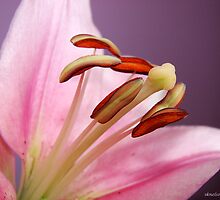 Speechless by sknelson