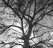 . by Gareth Kingscott