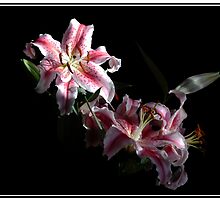 Beauty Surrounds Me by S.I. Sheehan