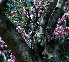 The Atmosphere Surrounds a Tree by Nira Dabush