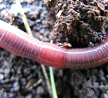 WORM by SofiaYoushi