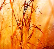 Winter tall grass #2 by marycloch