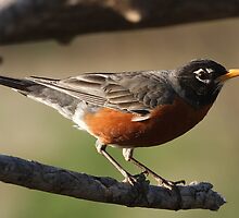 American Robin by Gregg Williams