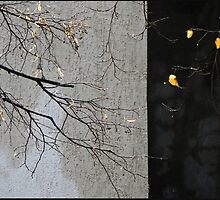 ephemeral by Nikolay Semyonov