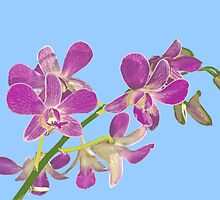 Orchid: Phalenopsis equestris by Bob Fox