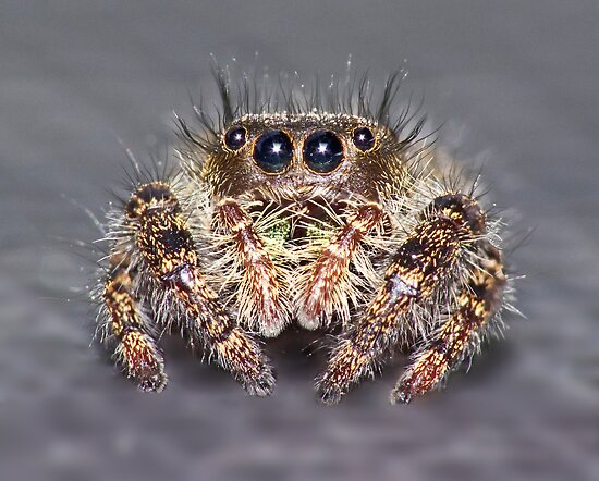 Jumping Spider