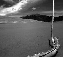 Undisturbed at Great Sand Dunes National Park by Ryan Wright