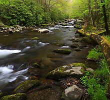 Spring on Tremont, GSMNP by ThomasRBiggs