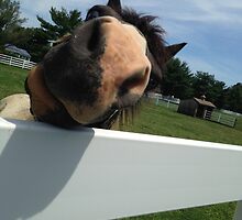 Nelly the Nosey Horse by Asha325