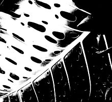 holes by deecomposing666