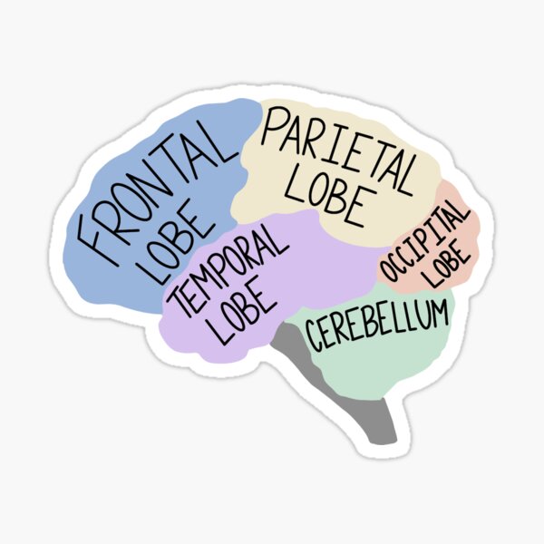 Aesthetic Brain Diagram Sticker For Sale By Radiant Designs Redbubble