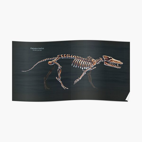 Pakicetus Inachus Skeletal Study Poster By Thedragonofdoom Redbubble