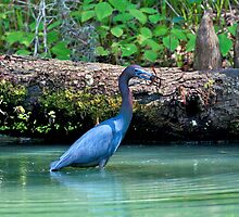 "If I can just eat din din before big bird sees me." by photosan