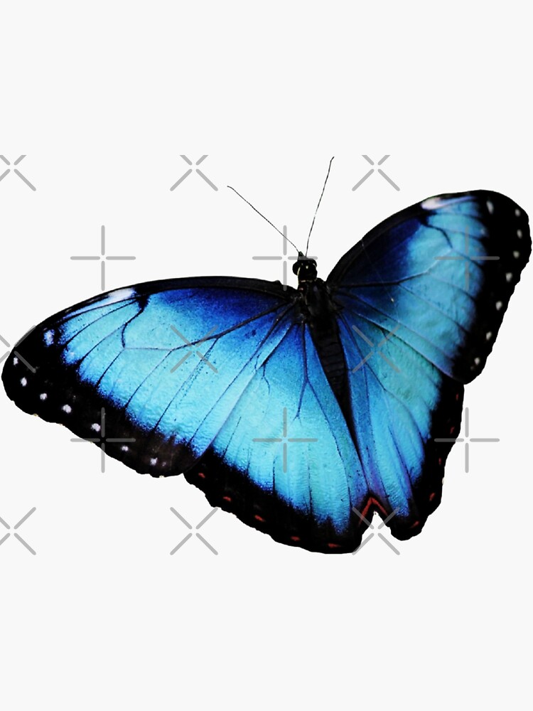 Pretty Butterfly Pack Light Blue Butterfly Pack Sticker For Sale By